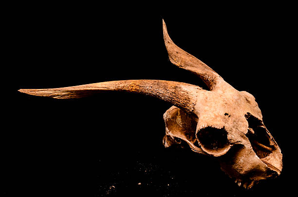 istock Dry Goat Skull with Big 626067434