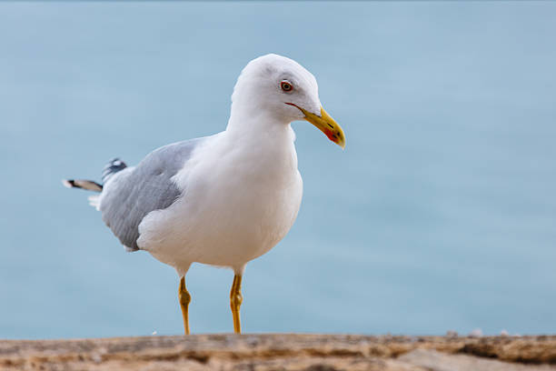 istock Seagull standing on the rocks against the sea 626067594