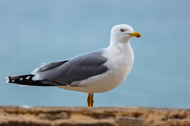 istock Seagull standing on the rocks against the sea 626067816