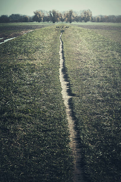 Lonely path leading in a distance