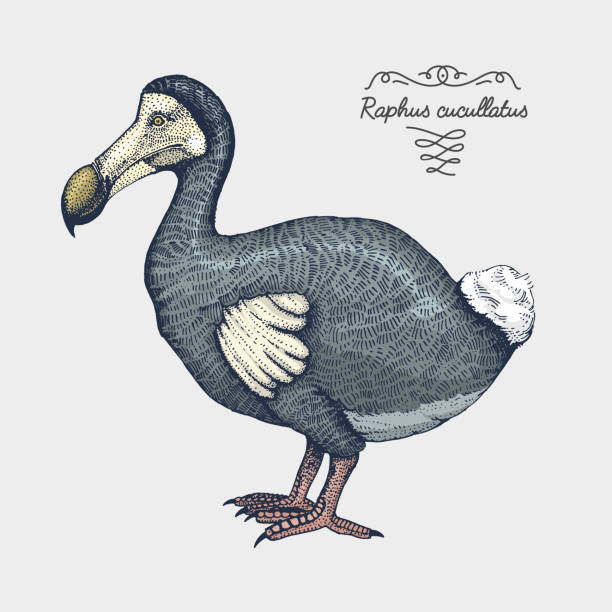 Hand Drawn Vector Realistic Bird Sketch Graphic Style Stock Illustration - Download Image Now - iStock Hand Drawn Vector Realistic Bird Sketch Graphic Style Stock Illustration - Download Image Now - iStock