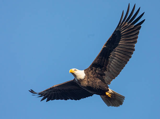 Bald Eagle in Flight A majestic bald eagle soars overhead. eagle bird photos stock pictures, royalty-free photos & images