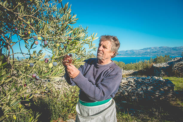 Senior Man Harvesting Olives in Brac, Dalmatia, Croatia, Europe Senior Caucasian man harvesting olives on the Brač island in Croatia, Mediterranean, Europe. He is holding the olives in his hand and will throw them into the white bag fastened around his waist. Front view, sunny. The Adriatic sea and the city of Split in the background.  Nikon D800, full frame, XXXL. brac island stock pictures, royalty-free photos & images