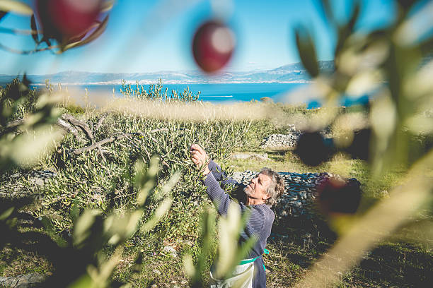 Senior Man Harvesting Olives in Brac, Dalmatia, Croatia, Europe stock photo