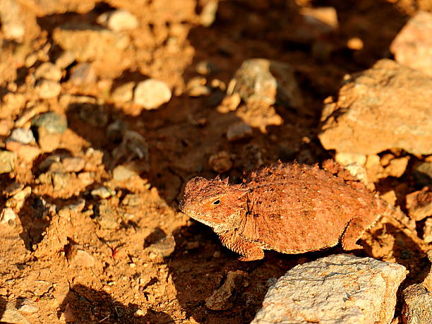 istock Desert Horned Lizard in Sonoran Desert 626070078