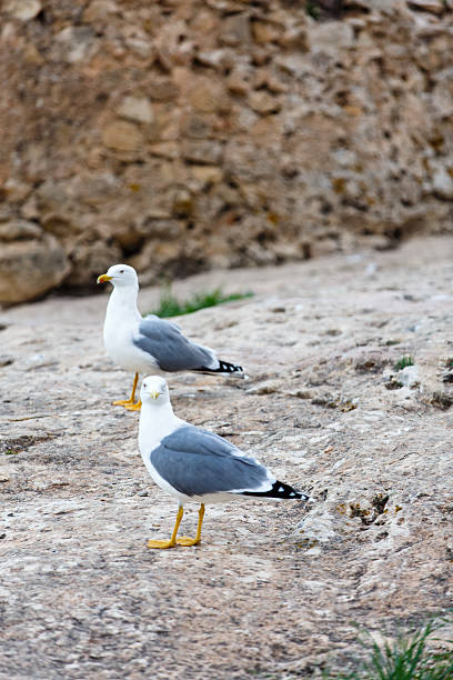 istock Seagull standing on the rocks against the sea 626070586