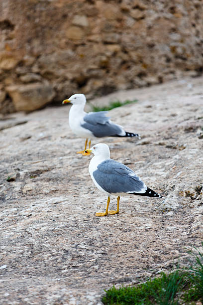 istock Seagull standing on the rocks against the sea 626070842