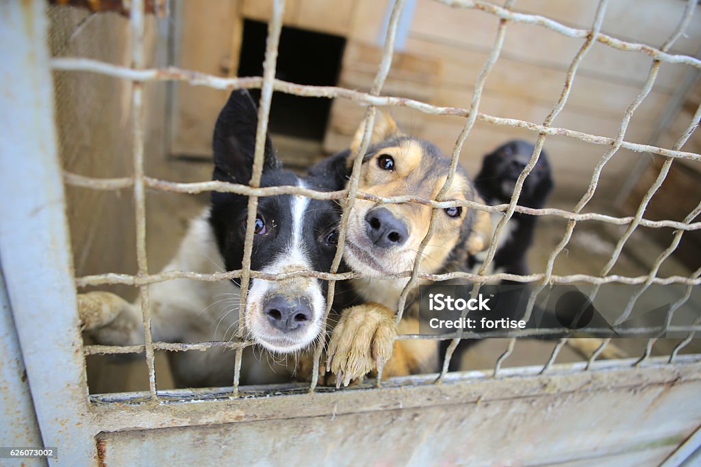 Animal shelter.Boarding home for dogs Abandoned dogs in the kennel,homeless dogs behind bars in an animal shelter.Sad looking dog behind the fence looking out through the wire of his cage Dog Stock Photo