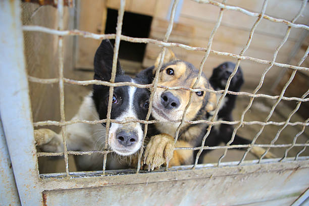 Animal shelter.Boarding home for dogs Abandoned dogs in the kennel,homeless dogs behind bars in an animal shelter.Sad looking dog behind the fence looking out through the wire of his cage sad dog shelter stock pictures, royalty-free photos & images