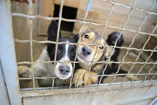 Abandoned dogs in the kennel,homeless dogs behind bars in an animal shelter.Sad looking dog behind the fence looking out through the wire of his cage