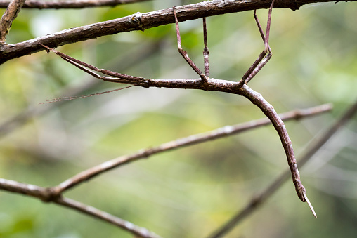 stick insect - Madagascar