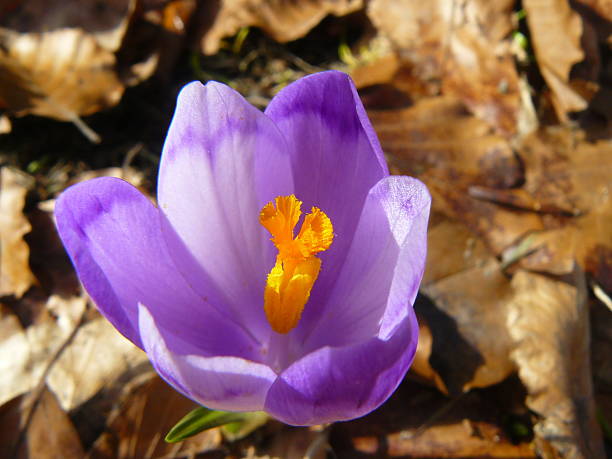 violet beaux crocus - ladybug moving up single flower close to photos et images de collection