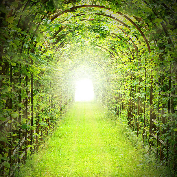 istock Green tunnel with sun rays in fresh spring foliage. 626074744