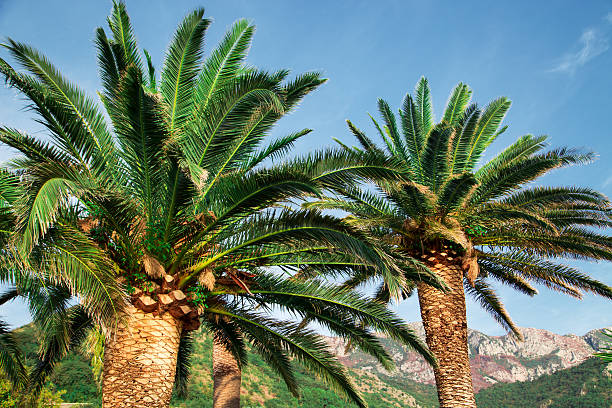 istock Two green palms near mountain at summer daytime 626076314