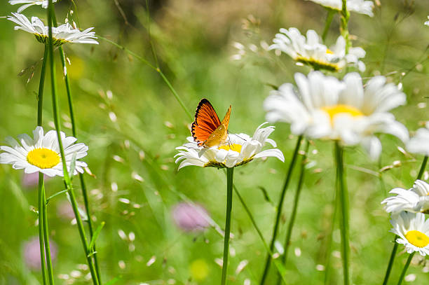 istock Orange black spotted butterfly on the camomile 626076354