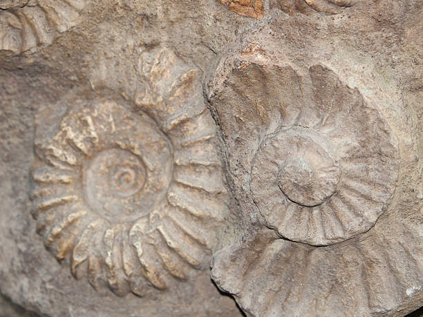 istock Fossil of Scapithes amonite found in Morocco, North Africa 626076452