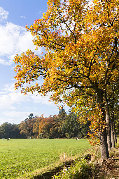 istock Autumn in the countryside. Cows in the back. 626076480