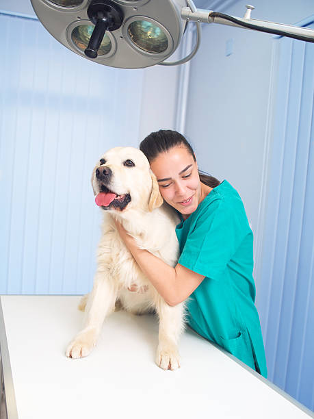 istock Veterinarian is examining a cute Golden Retriever 626078616