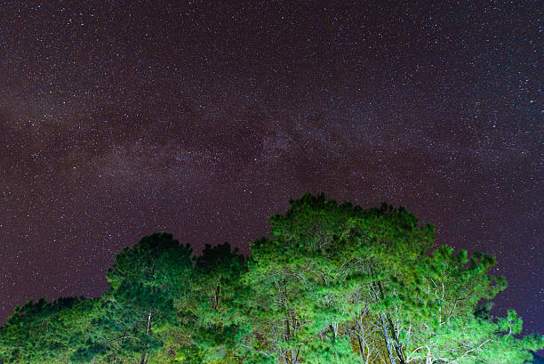 istock Beautiful night sky, the Milky Way and pine trees 626078872