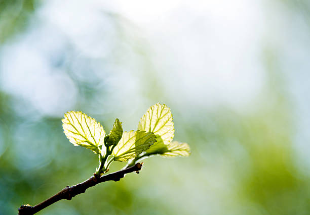 крупным планом вид новые весенние листья - new life plant image saturated color стоковые фото и изображения