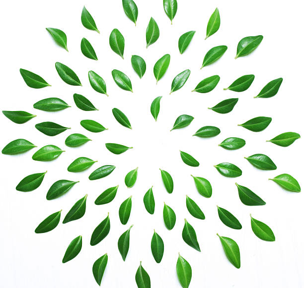 istock The composition, pattern of green leaves on a white background 626085766