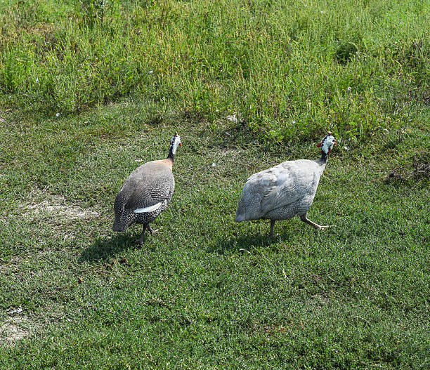 Guinea fowl on the green grass Guinea fowl on the green grass. Guinea fowl - poultry in the village courtyard. guinea fowl stock pictures, royalty-free photos & images