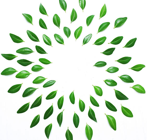 istock The composition, pattern of green leaves on a white background 626085848