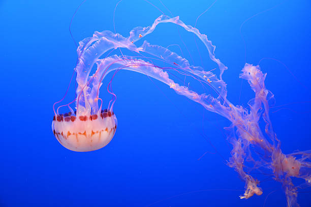 istock Spotted jellyfishes. Underwater scene 626086114