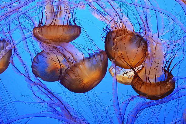 istock Spotted jellyfishes. Underwater scene 626086334