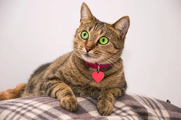 Photo of Beautiful cat lying on the blanket