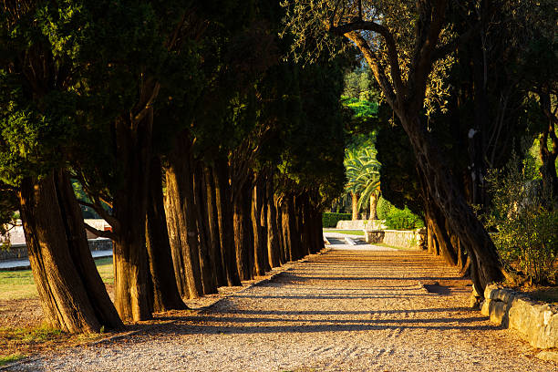 istock Trees alley at sunset, beautiful nature landscape 626088600