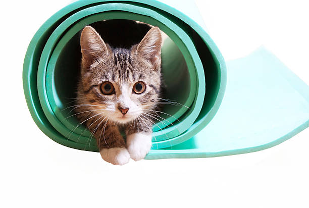istock Kitten sitting on a yoga mat on a white background 626088624