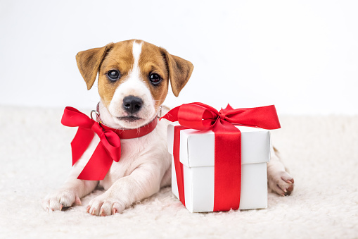 jack russel puppy with giftbox