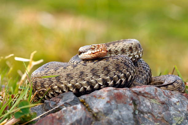 istock beautiful female european common adder 626090080