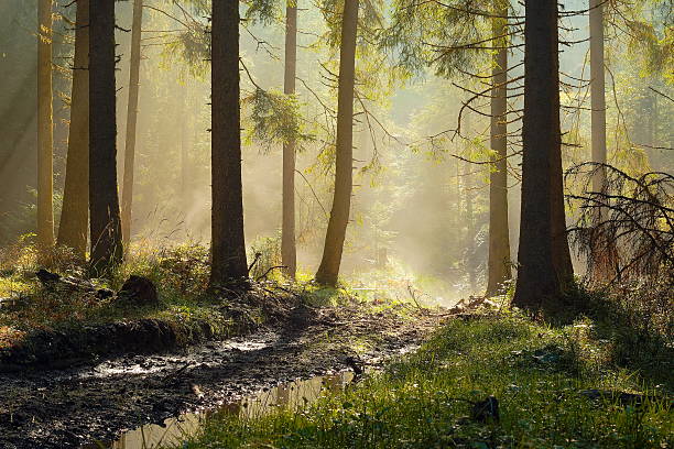 istock beautiful morning light in spruce forest 626090614