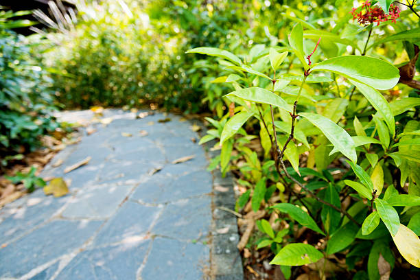 Garden with paving stone walkway.