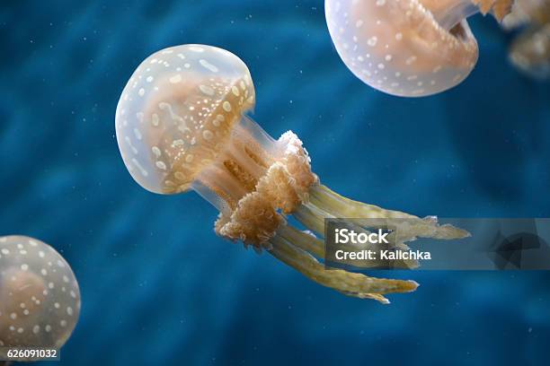 Spotted Jellyfishes Underwater Scene Stock Photo - Download Image Now - Animal, Animal Markings, Animal Wildlife