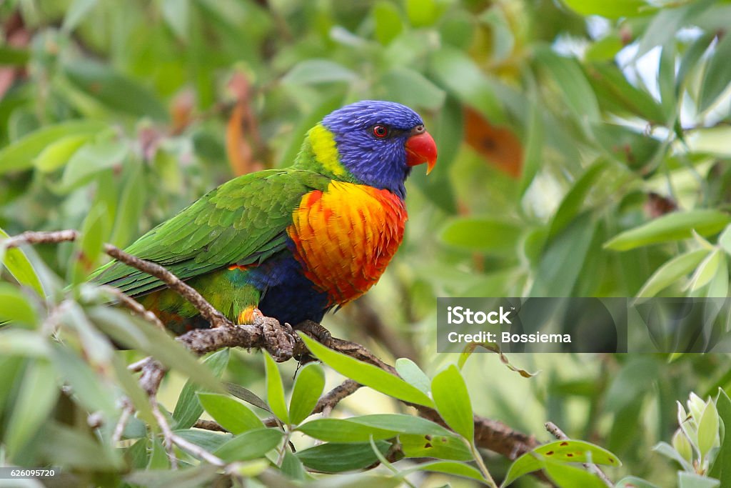 Rainbow Lorikeet, Trichoglossus haematodus The Rainbow Lorikeet, Trichoglossus haematodus is a species of parrot that can be found in Queensland, Australia Animal Stock Photo