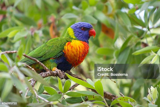 Rainbow Lorikeet Trichoglossus Haematodus Stock Photo - Download Image Now - Animal, Rainforest, Bird