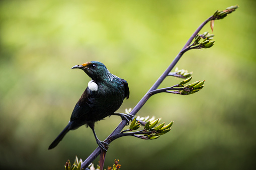 The female bill is similar to males but its head is without a crest.