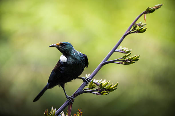 Tui Bird The Tui is an iconic native bird to New Zealand with it's bright white threat plumage and beautiful birdsong birdsong photos stock pictures, royalty-free photos & images