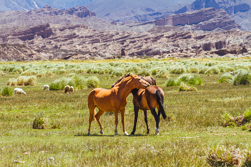 Pair of bay horses next to a flock of sheep in a valley of Catamarca, Argentina