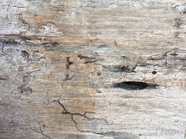 istock Old and dirty antique wood background 626101342