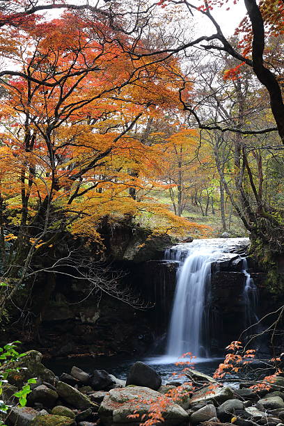 istock Autumn leaves in the Mazeno Valley 626101442