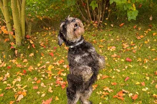 Charming Schnauzer playing on the lawn and stands on his hind legs