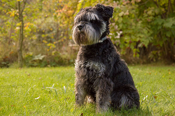 istock Delicious schnauzer sitting on the lawn 626104580