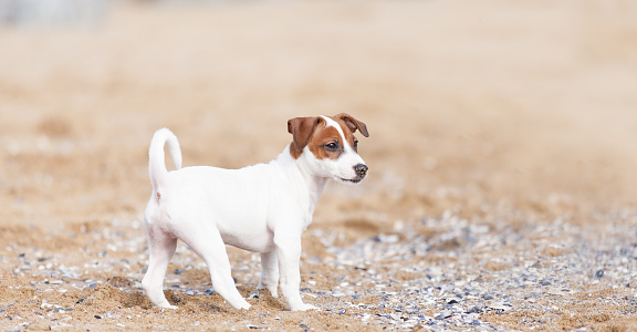 Jack Russell Terrier puppy walking on the beach