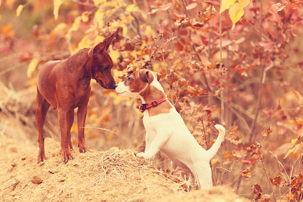 istock Dogs playing in the park 626118778
