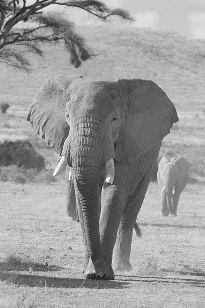 istock Male Elephant Leading the Way in Kenya 626118964
