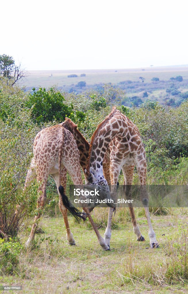 Two Male Giraffes Fighting Stock Photo - Download Image Now - Africa